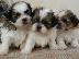 PoulaTo: Shih tzu καθαρόαιμα επιλογής